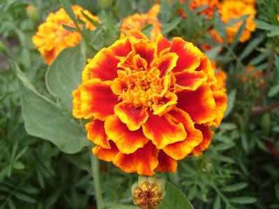 Tagetes