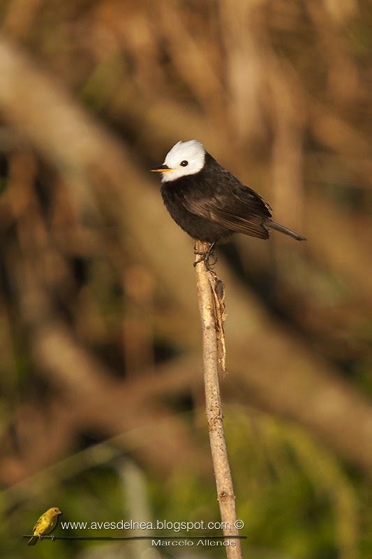 Lavandera (White-headed marsh-tyrant) Arundinicola leucocephala