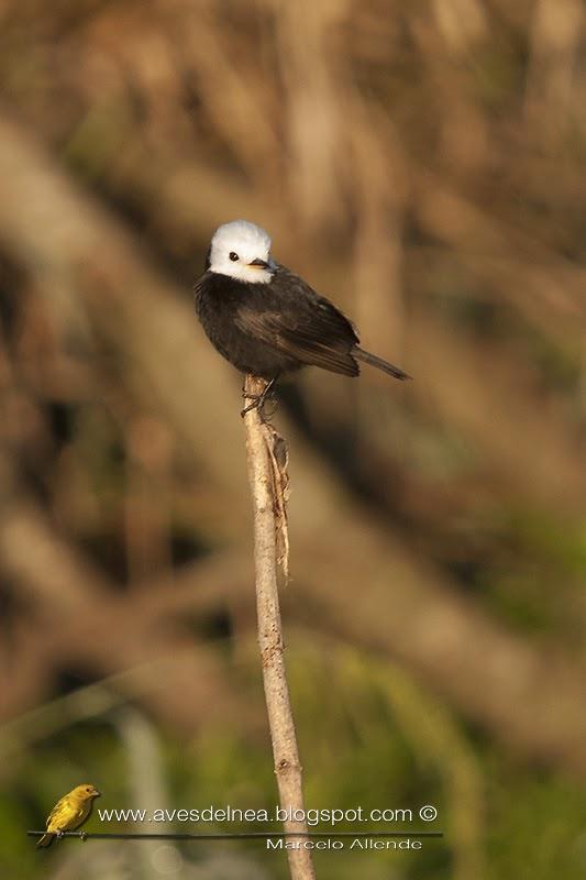 Lavandera (White-headed marsh-tyrant) Arundinicola leucocephala