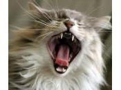 Medidas beneficiosas para salud dental gato