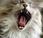 Medidas beneficiosas para salud dental gato