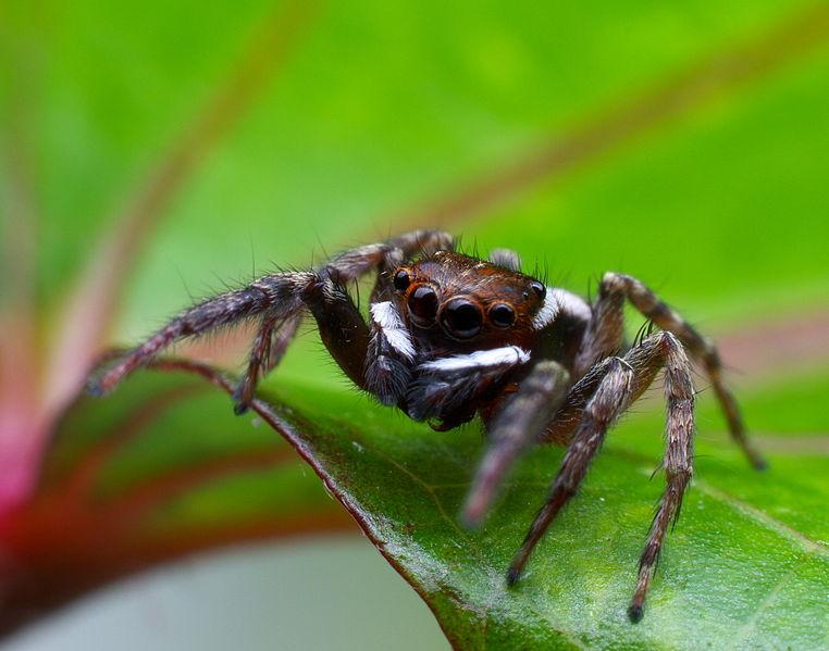 El Spiderman del reino animal