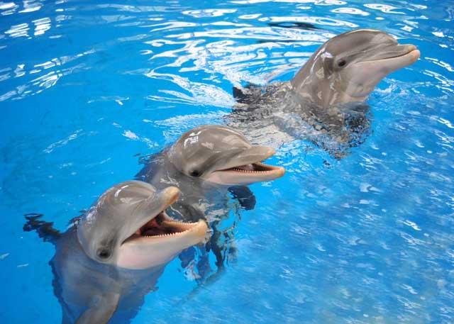 memoria de los delfines
