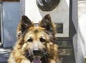 Adiós héroe: Ájax perro policía muerto