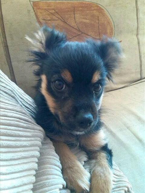 URGENTE ADOPCIÓN PARA ESTA PEQUEÑITA...