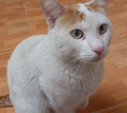 MUY URGENTE!!! MARIO, GATO ADULTO, NECESITA ACOGIDA URGENTE, CORRE PELIGRO‏.