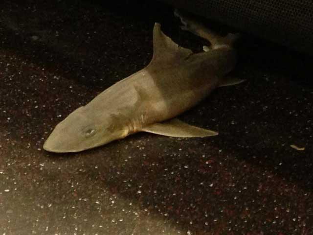 tiburón en el metro de Nueva York