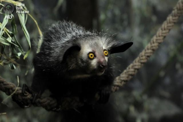 Aye-aye, un primate que se alimenta como el pájaro carpintero