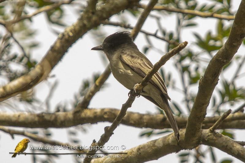 Suirirí silbón (Sirystes) Sirystes sibilator
