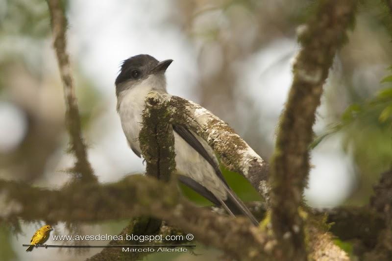 Suirirí silbón (Sirystes) Sirystes sibilator