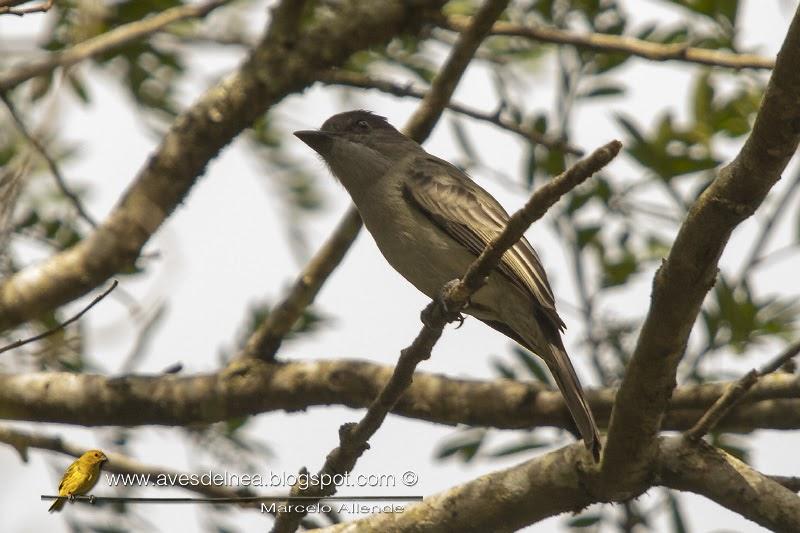 Suirirí silbón (Sirystes) Sirystes sibilator