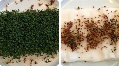 El Wi-Fi Bloquea el Crecimiento de las Plantas