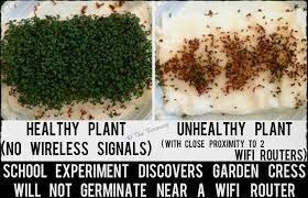 El Wi-Fi Bloquea el Crecimiento de las Plantas