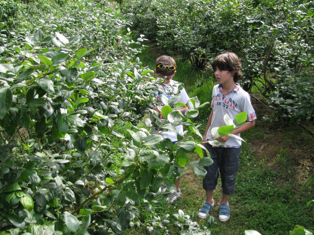 Recolectando frutos en El Malaín