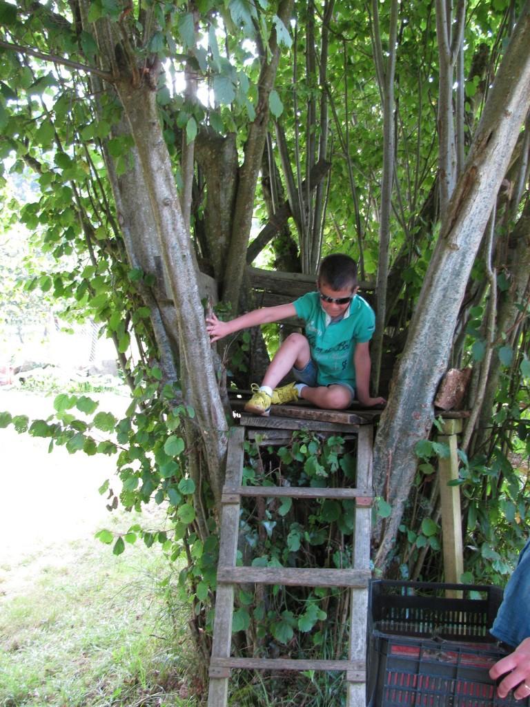 Recolectando frutos en El Malaín