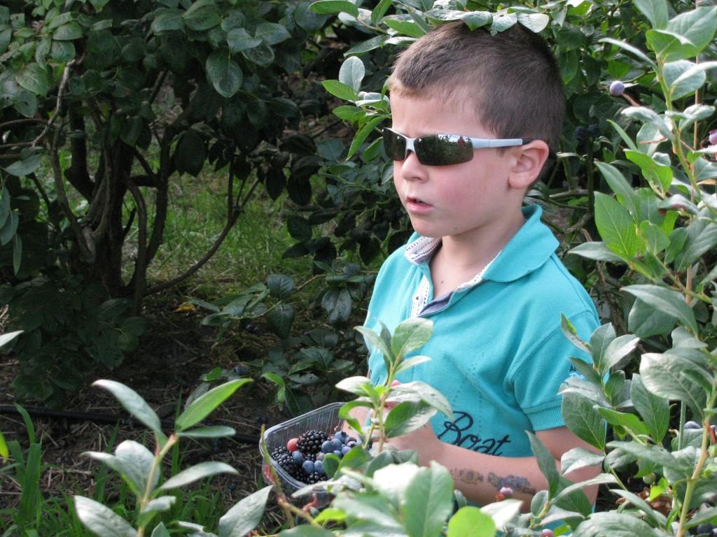 Recolectando frutos en El Malaín