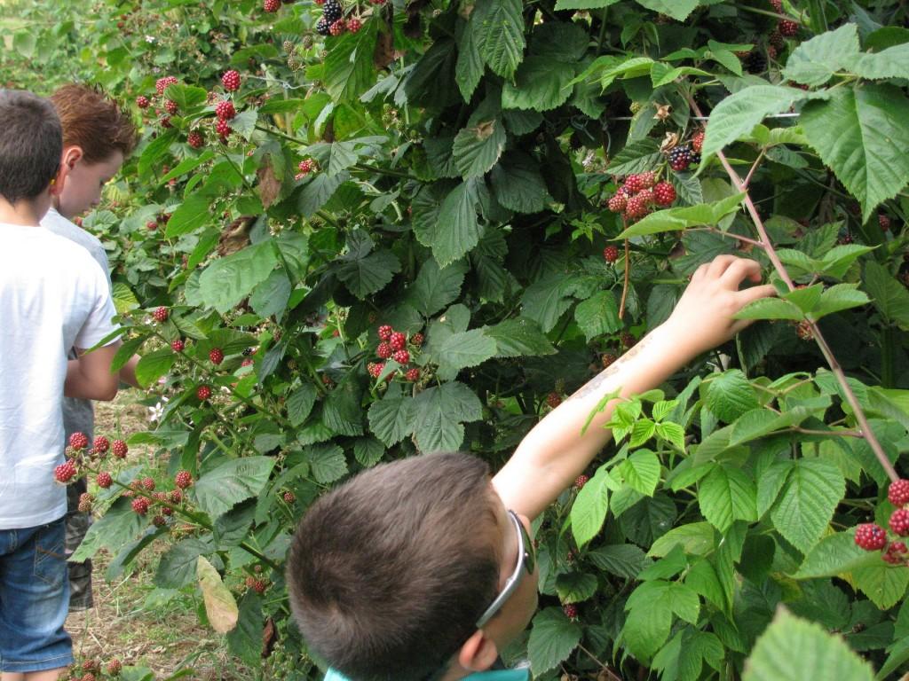 Recolectando frutos en El Malaín