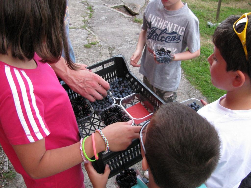 Recolectando frutos en El Malaín