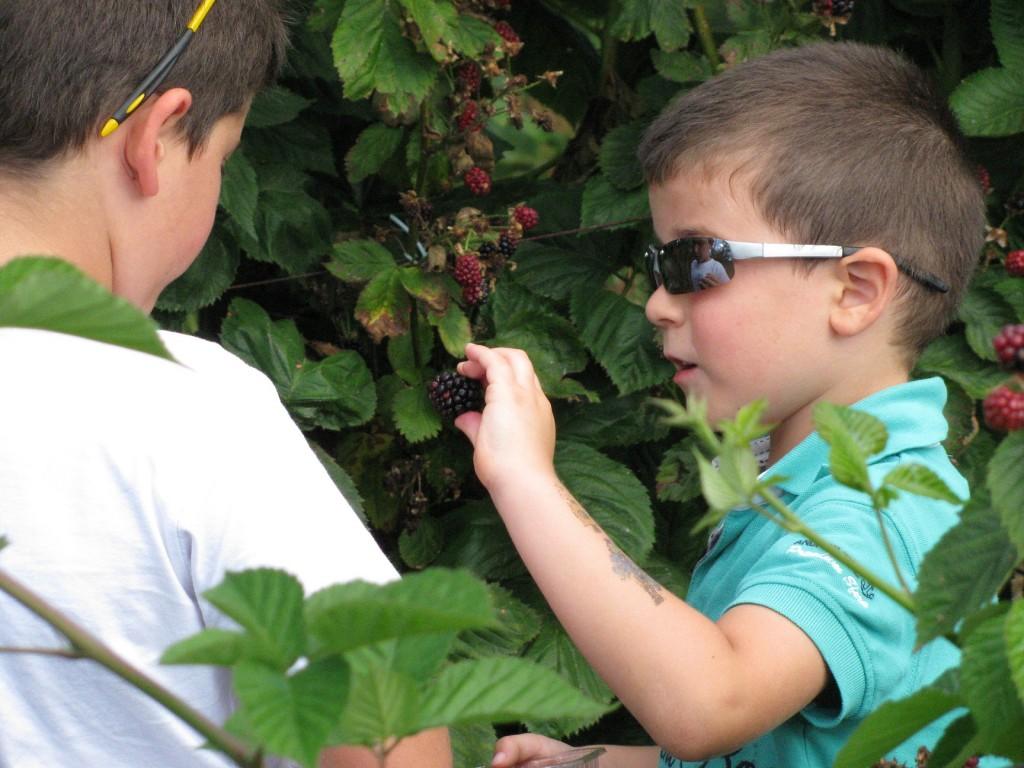 Recolectando frutos en El Malaín