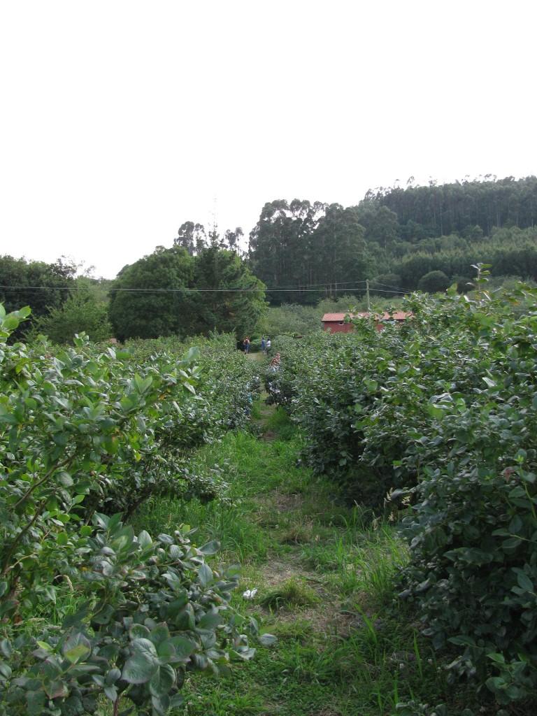 Recolectando frutos en El Malaín