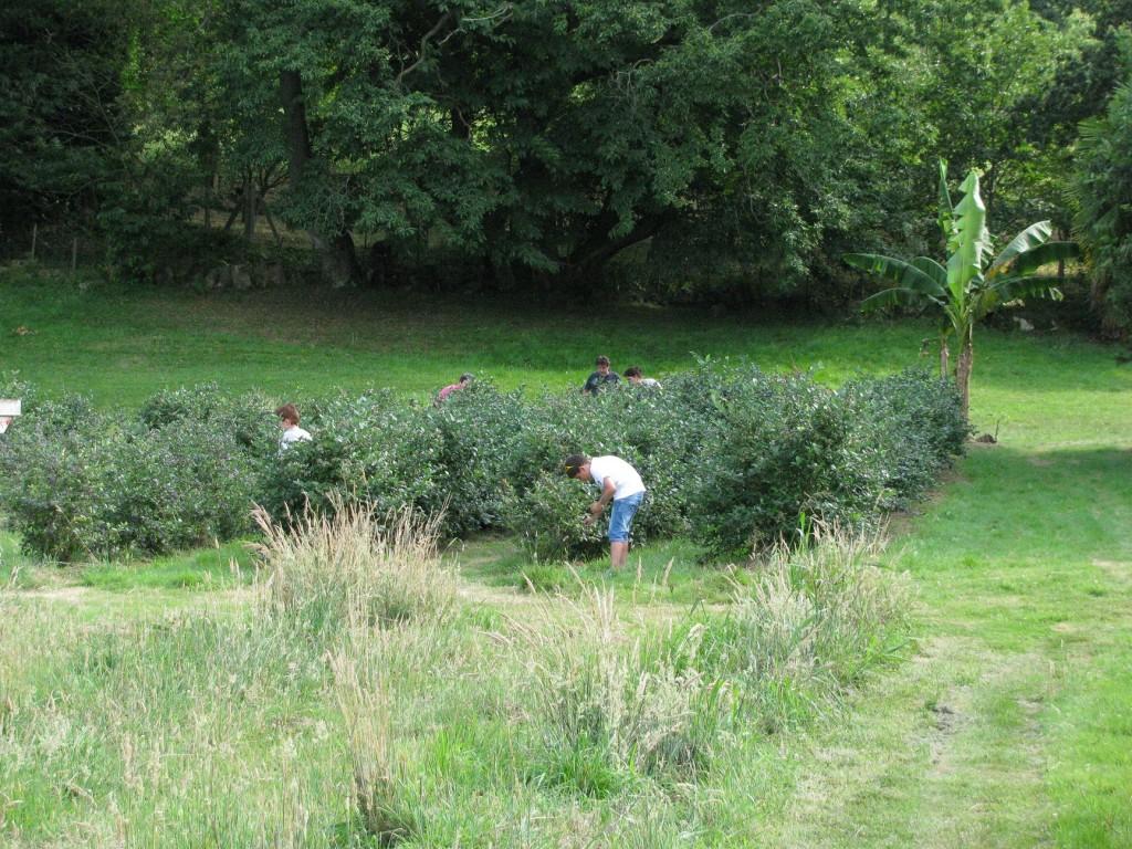 Recolectando frutos en El Malaín