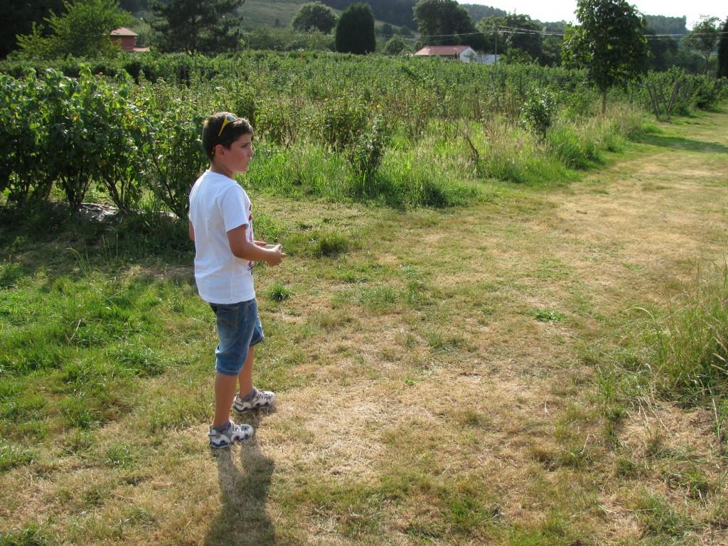 Recolectando frutos en El Malaín
