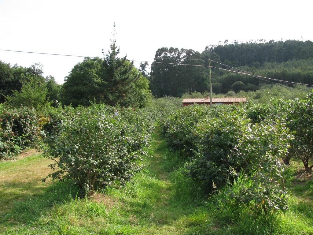 Recolectando frutos en El Malaín