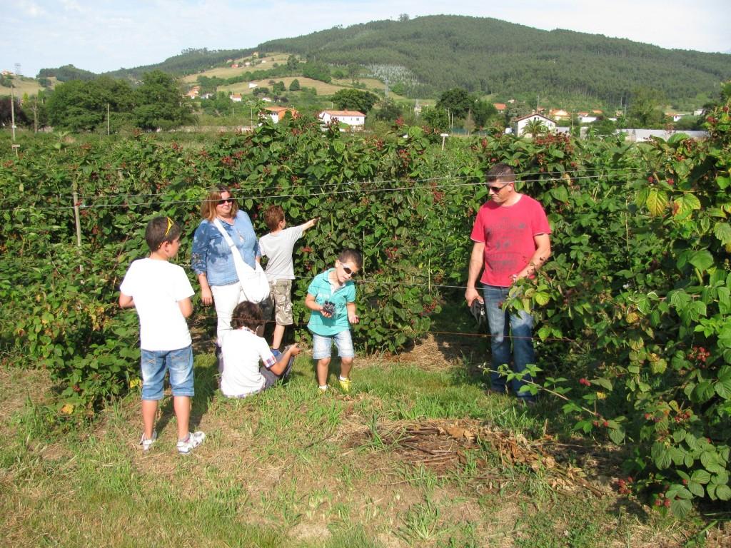 Recolectando frutos en El Malaín