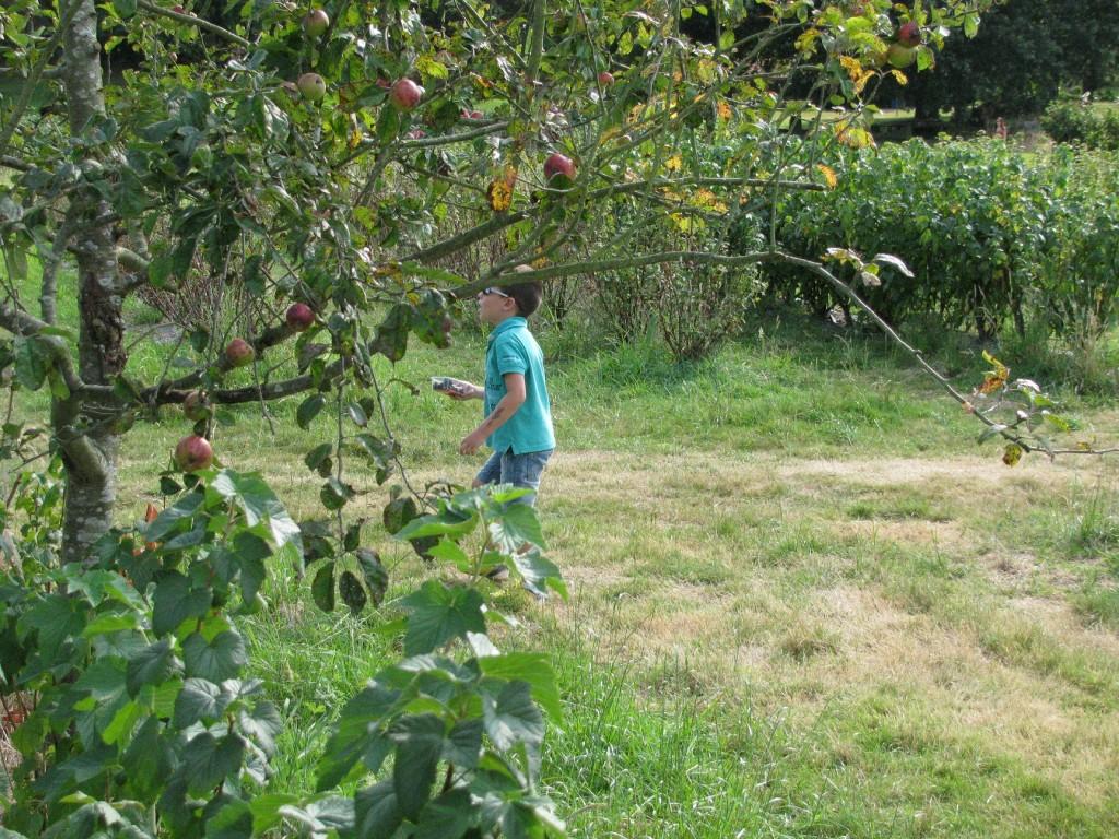 Recolectando frutos en El Malaín