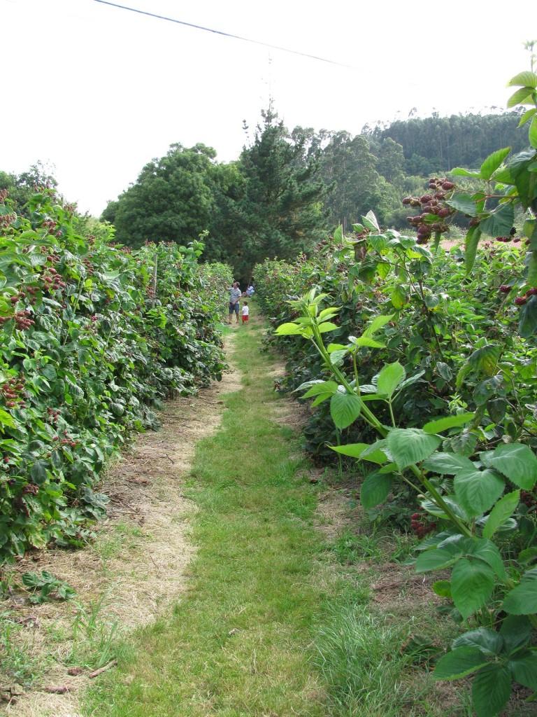 Recolectando frutos en El Malaín