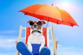 Los peligros del verano para los perros y gatos ( Parte I )