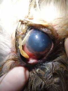 Los peligros del verano para los perros y gatos ( Parte I )