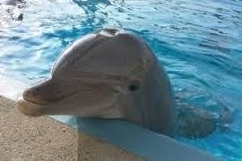 Delfines, con la mayor capacidad para recordar.