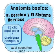 Cuerpo básico: cerebro and sistema nervioso