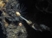 Científicos intentan proteger respiraderos aguas profundas Noruega