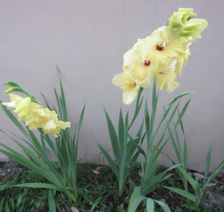TOMATES VERDES CRUDOS