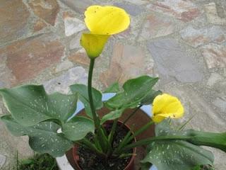 TOMATES VERDES CRUDOS