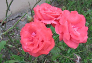 TOMATES VERDES CRUDOS
