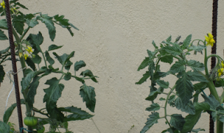 TOMATES VERDES CRUDOS