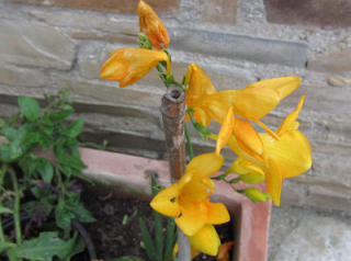 TOMATES VERDES CRUDOS