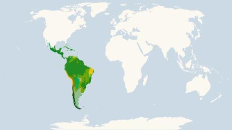 Territorios biogeográficos, neotrópico