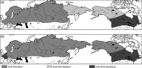Territorios biogeográficos, neártico y paleártico