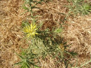 El servicio  público de empleo de Castilla La Mancha y las oficinas privadas de contratación entablan colaboraciones