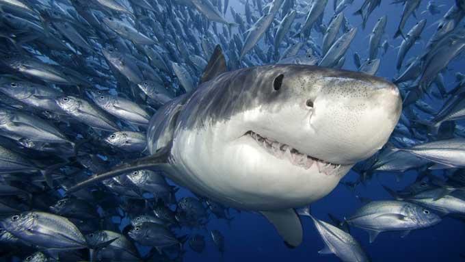 tiburón nada entre un banco de peces