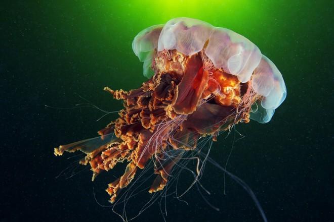 25 Increíbles  ejemplos de fotografía submarina para su inspiración