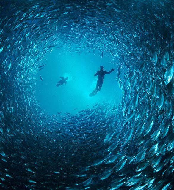 25 Increíbles  ejemplos de fotografía submarina para su inspiración