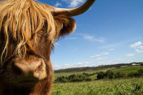 Friday Pic: Escocia y sus vacas