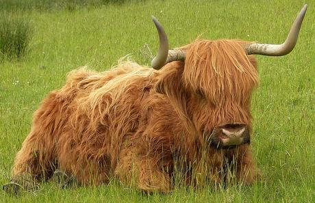Friday Pic: Escocia y sus vacas
