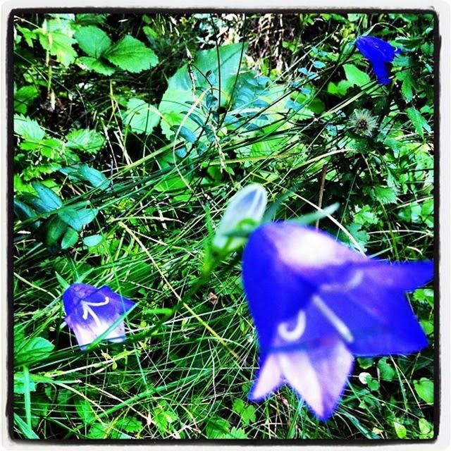 WILD NATURE