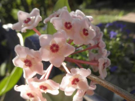 Decoracion para el jardin: Flor de cera